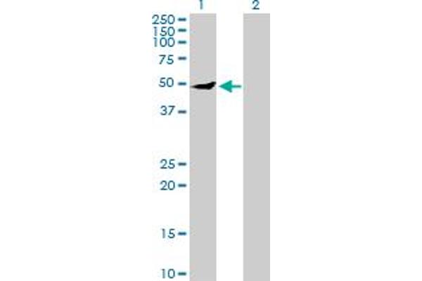 IPPK antibody  (AA 1-491)