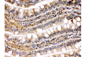 Anti- Hsp90 beta Picoband antibody, IHC(P) IHC(P): Rat Intestine Tissue (HSP90AB1 antibody  (C-Term))