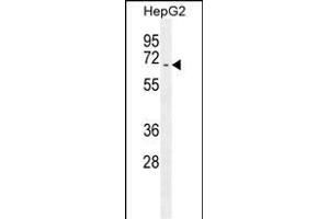 U Antibody (C-term) 7782b western blot analysis in HepG2 cell line lysates (35 μg/lane). (UAP1 antibody  (C-Term))