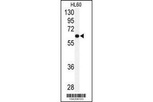 Western blot analysis of anti-USP2 Antibody in HL60 cell line lysates (35ug/lane)