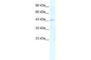 WB Suggested Anti-RNF2 Antibody Titration:  0. (RNF2 antibody  (Middle Region))