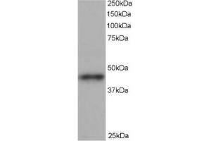 Image no. 1 for anti-ARP1 Actin-Related Protein 1 Homolog B, Centractin beta (ACTR1B) (C-Term) antibody (ABIN374429) (ACTR1B antibody  (C-Term))