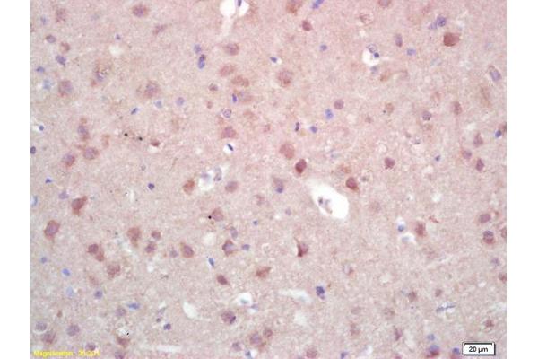 ZNF300 antibody  (AA 165-250)