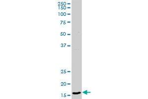 CD99 MaxPab rabbit polyclonal antibody. (CD99 antibody  (AA 1-185))