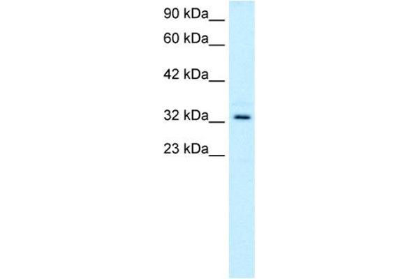 TAL1 antibody  (C-Term)