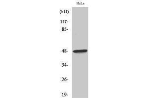 Western Blotting (WB) image for anti-Coagulation Factor II (thrombin) Receptor (F2R) (N-Term) antibody (ABIN3180923) (PAR1 antibody  (N-Term))