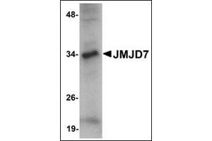 Western blot analysis of JMJD7 in 3T3 cell lysate with this product at 1 μg/ml. (JMJD7 antibody  (C-Term))