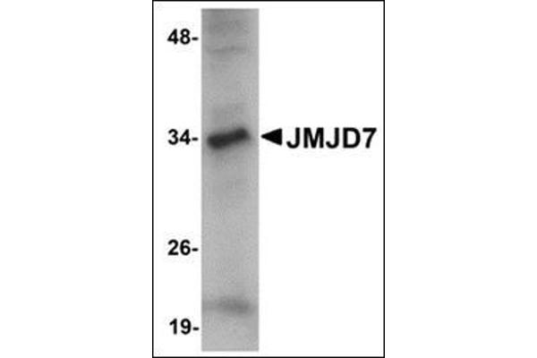JMJD7 antibody  (C-Term)