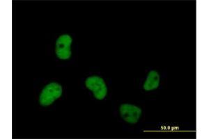 Immunofluorescence of purified MaxPab antibody to MCM7 on HeLa cell. (MCM7 antibody  (AA 1-719))