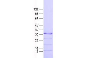Western Blotting (WB) image for Inhibitor of Growth Family, Member 5 (ING5) protein (His tag) (ABIN2723451)