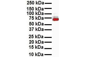 Western Blotting (WB) image for anti-E74-Like Factor 1 (Ets Domain Transcription Factor) (ELF1) (N-Term) antibody (ABIN2779831)