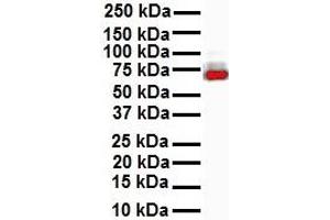 WB Suggested Anti-ELF1 antibody Titration: 1 ug/mL Sample Type: Human MCF7 (ELF1 antibody  (N-Term))