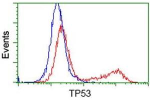 HEK293T cells transfected with either RC200003 overexpress plasmid (Red) or empty vector control plasmid (Blue) were immunostained by anti-TP53 antibody (ABIN2454550), and then analyzed by flow cytometry. (p53 antibody)