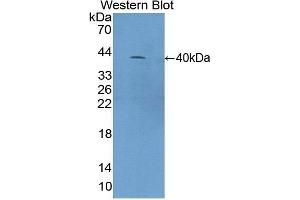 C4A antibody