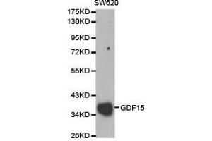 Western Blotting (WB) image for anti-Growth Differentiation Factor 15 (GDF15) antibody (ABIN1872793) (GDF15 antibody)