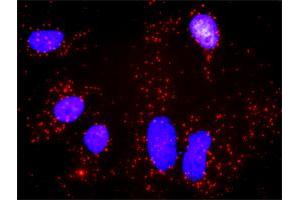 Proximity Ligation Analysis of protein-protein interactions between AKT1 and XIAP. (XIAP antibody  (AA 51-150))