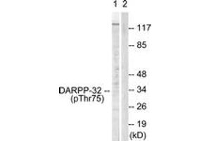 Western blot analysis of extracts from COS7 cells treated with Forskolin 40nM 30', using DARPP-32 (Phospho-Thr75) Antibody. (DARPP32 antibody  (pThr75))