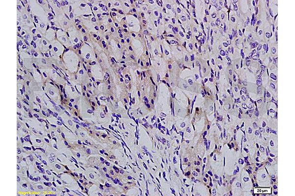 TBL1Y antibody  (AA 501-577)