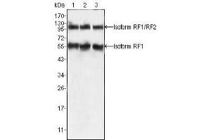 Western Blot showing PEG10 antibody used against HepG2 (1), SMMC-7721 (2) and A549 (3) cell lysate.