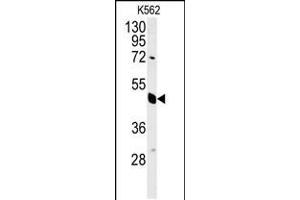 Western blot analysis in K562 cell line lysates (35ug/lane). (EIF3G antibody  (AA 209-238))