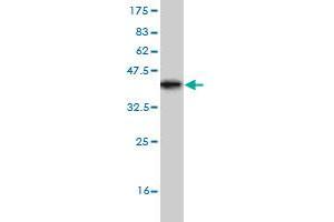 Western Blot detection against Immunogen (36. (TRIP6 antibody  (AA 51-148))
