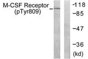 Western blot analysis of extracts from 293 cells treated with LPS 100ng/ml 30', using M-CSF Receptor (Phospho-Tyr809) Antibody. (CSF1R antibody  (pTyr809))