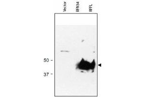 Western blot using RFFL polyclonal antibody  shows detection of RFFL (arrowhead) in lysate. (RFFL antibody  (AA 1-363))