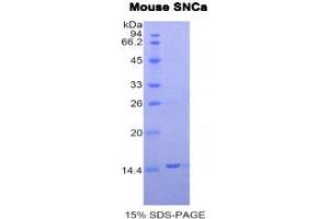 SDS-PAGE (SDS) image for Synuclein, alpha (SNCA) (AA 23-140) protein (His tag) (ABIN1877979) (SNCA Protein (AA 23-140) (His tag))