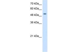 Western Blotting (WB) image for anti-Solute Carrier Family 41, Member 2 (SLC41A2) antibody (ABIN2462770) (SLC41A2 antibody)