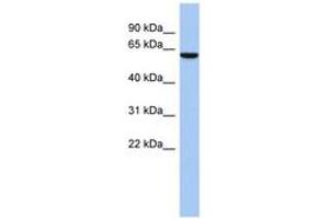 Image no. 1 for anti-LEM Domain Containing 2 (LEMD2) (C-Term) antibody (ABIN6743887) (LEMD2 antibody  (C-Term))