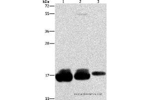 Western blot analysis of Hela, hepg2 and A375 cell, using IFITM3 Polyclonal Antibody at dilution of 1:500 (IFITM3 antibody)