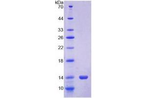 SDS-PAGE (SDS) image for S100 Calcium Binding Protein A12 (S100A12) (AA 2-92) protein (His tag) (ABIN6239041) (S100A12 Protein (AA 2-92) (His tag))