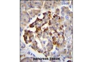 GAD2 Antibody (Center) (ABIN655070 and ABIN2844700) immunohistochemistry analysis in formalin fixed and paraffin embedded human pancreas tissue followed by peroxidase conjugation of the secondary antibody and DAB staining. (GAD65 antibody  (AA 109-138))