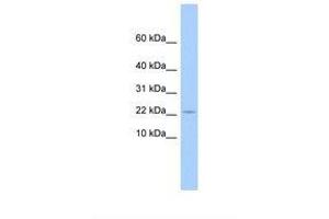 Image no. 1 for anti-Golgin A7 Family, Member B (GOLGA7B) (N-Term) antibody (ABIN6739433) (GOLGA7B antibody  (N-Term))