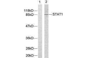 Western blot analysis of extracts from COLO205 cells using STAT1 (Ab-701) antibody (E021044). (STAT1 antibody)