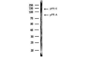 Western blot analysis of lysates from RAW264.