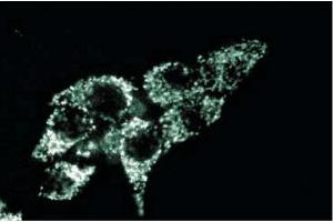 Immunofluorescence staining of HeLa cells. (TRAP1 antibody  (AA 253-464))