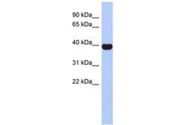 NEUROD4 Antikörper  (AA 215-264)