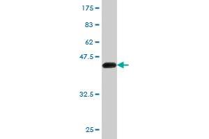 Western Blot detection against Immunogen (46. (K-RAS antibody  (AA 1-188))