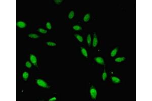 Immunofluorescent analysis of Hela cells using ABIN7147286 at dilution of 1:100 and Alexa Fluor 488-congugated AffiniPure Goat Anti-Rabbit IgG(H+L) (CDC45 antibody  (AA 1-270))