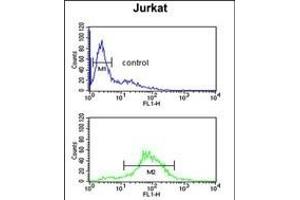 BTBD9 Antibody (Center) (ABIN651859 and ABIN2840426) flow cytometric analysis of Jurkat cells (bottom histogram) compared to a negative control cell (top histogram). (BTBD9 antibody  (AA 237-262))