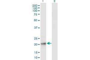 Western Blot analysis of GPX8 expression in transfected 293T cell line by GPX8 MaxPab polyclonal antibody. (GPX8 antibody  (AA 1-209))