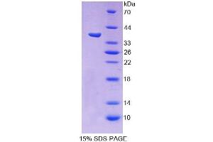 SDS-PAGE (SDS) image for Protocadherin beta 15 (PCDHB15) (AA 35-347) protein (His tag) (ABIN4990160)