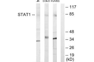 Western blot analysis of extracts from Jurkat cells, COLO205 cells and HUVEC cells, using STAT1 antibody. (STAT1 antibody  (Internal Region))