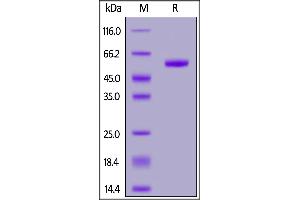 RNF43 Protein (AA 44-197) (Fc Tag)