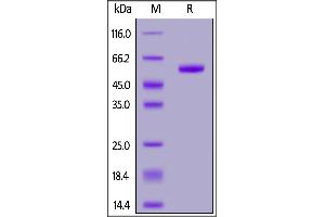 Human RNF43, Fc Tag on  under reducing (R) condition. (RNF43 Protein (AA 44-197) (Fc Tag))