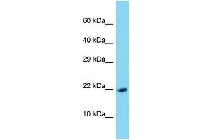 Western Blotting (WB) image for anti-Platelet-Derived Growth Factor C (PDGFC) (C-Term) antibody (ABIN2788904)
