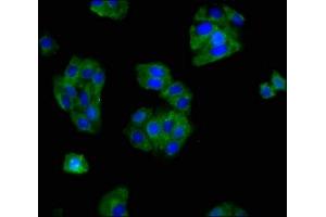Immunofluorescence staining of HepG2 cells with ABIN7160273 at 1:166, counter-stained with DAPI. (Mu Opioid Receptor 1 antibody  (AA 1-68))