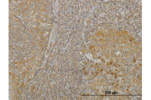 Immunoperoxidase of monoclonal antibody to RGS2 on formalin-fixed paraffin-embedded human tonsil. (RGS2 antibody  (AA 111-211))