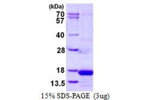 Image no. 1 for Cystatin S (CST4) protein (His tag) (ABIN1098277)